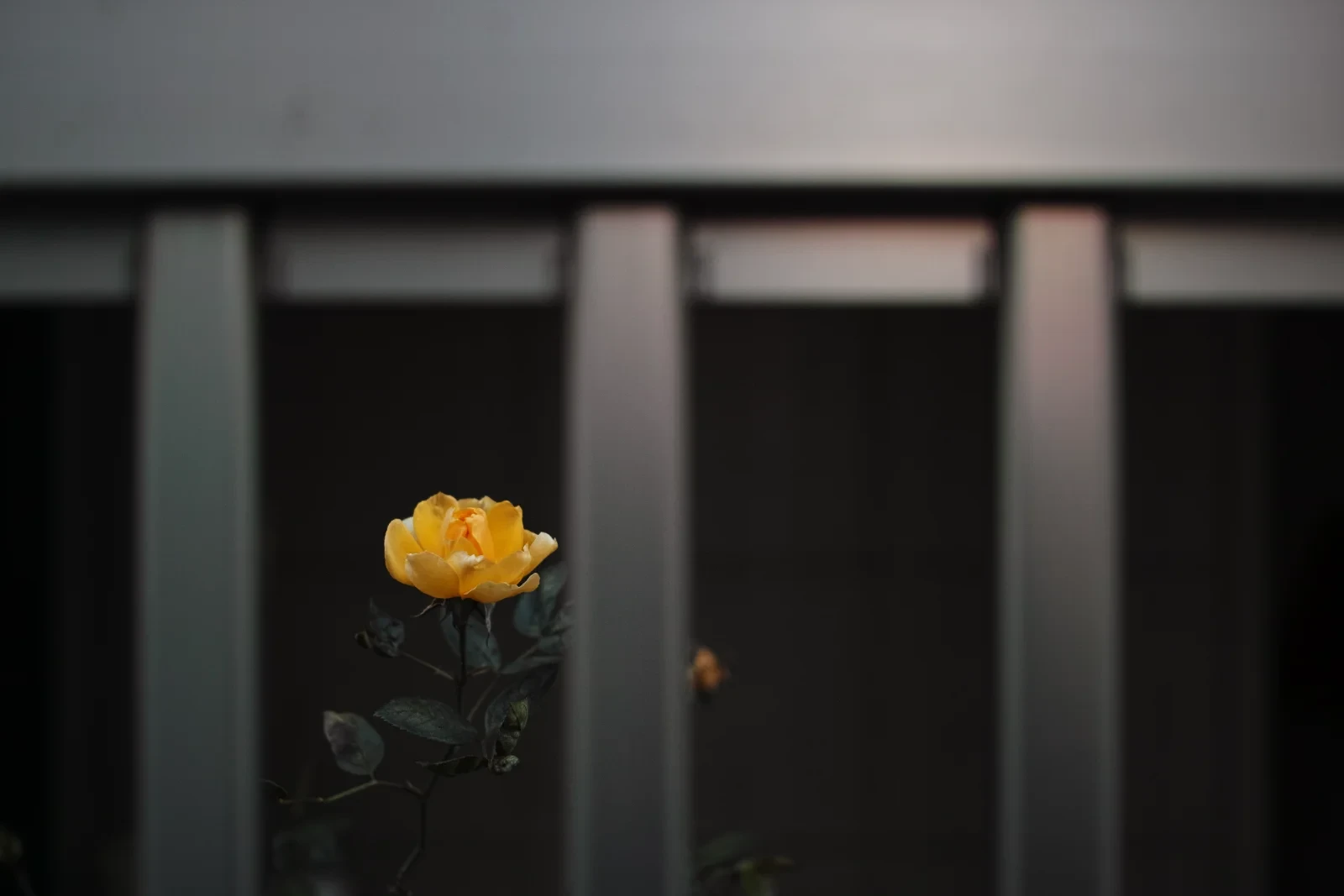 SIGMA DP2 Merrill 30mm · f/2.8 · 1/80s · ISO 200